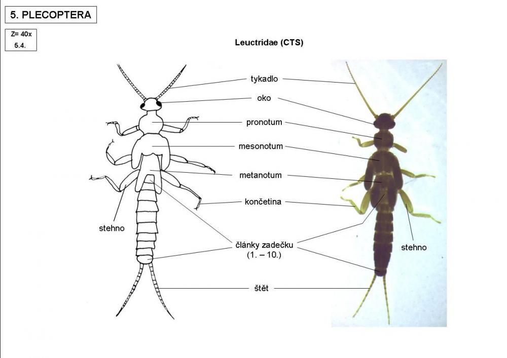 Leuctridae (CTS)