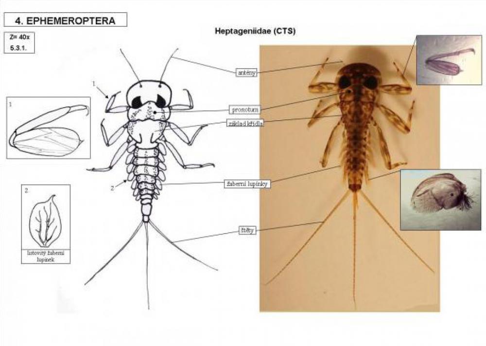 Heptageniidae (CTS)