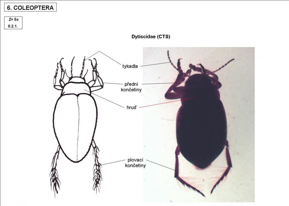 Dytiscidae (CTS)