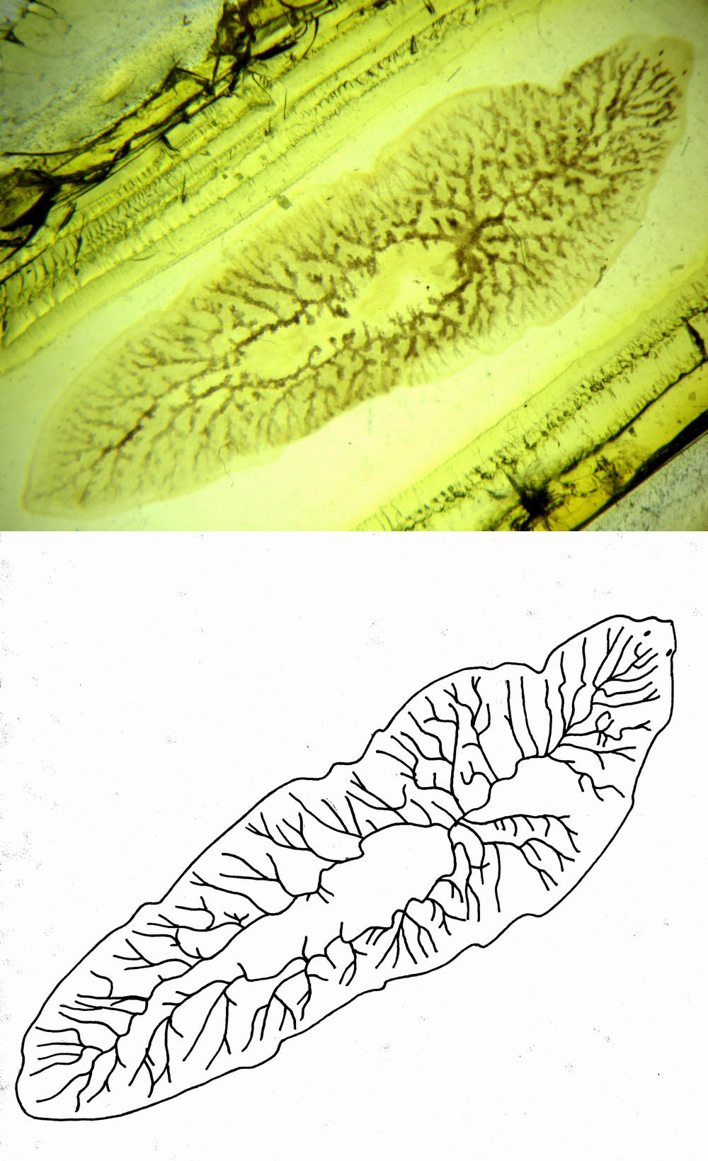 Dendrocoelum lacteum