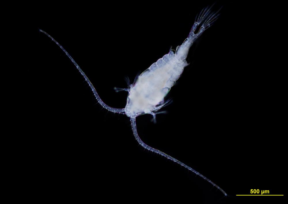 Centropages typicus