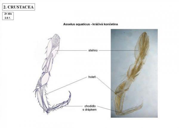 Asellus aquaticus - kráčivá končetina