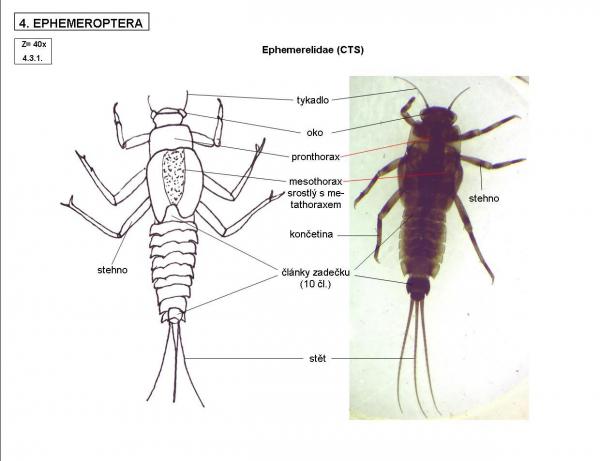 Ephemerelidae (CTS)