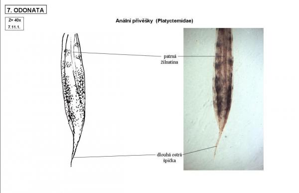 Platycnemidae (anální přívěšky)
