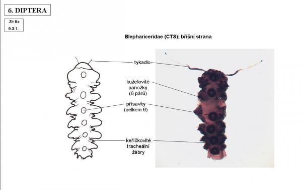 Blephariceridae (CTS)