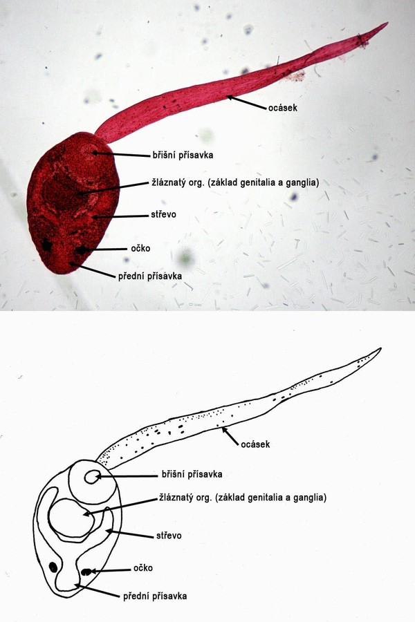Fasciola hepatica (cerkárie)