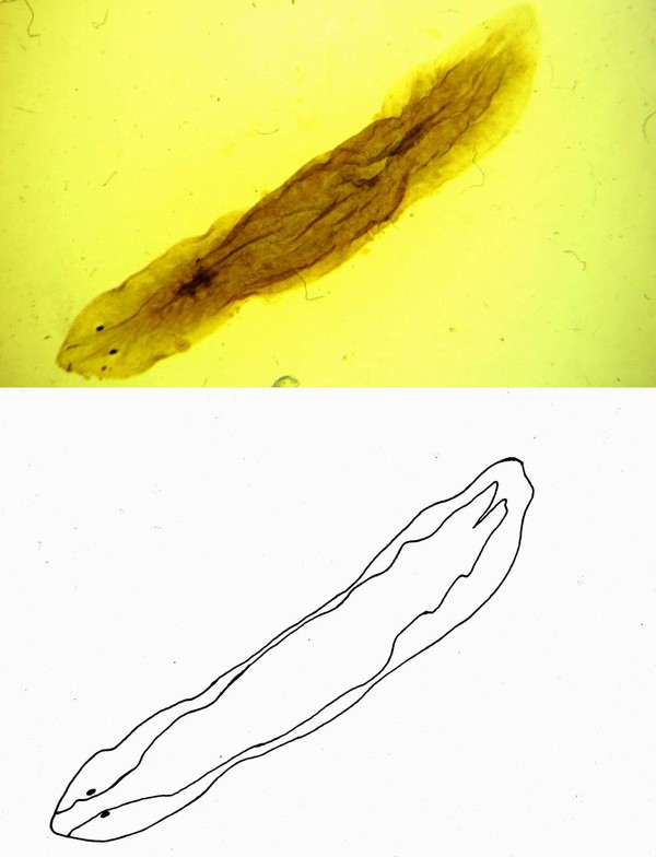 Dugesia gonocephala 